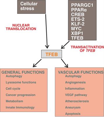 The Oncogene Transcription Factor EB Regulates Vascular Functions